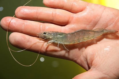 Nacidas, criadas y consumidas a kilómetros del mar, estas gambas acabarán en un restaurante de Las Vegas.