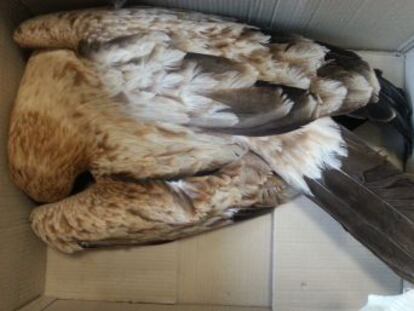 La Justicia ratifica una multa de 143.000 euros a Iberdrola por los daños a un águila imperial