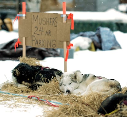 Los perros de Aaron Burmeister descansan en el puesto de control de Nikolai en Alaska, 4 de marzo de 2014.