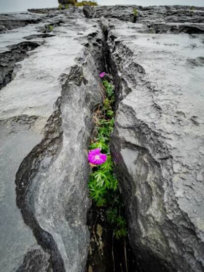 Un detalle del paisaje kárstico del geoparque Burren & Cliffs of Moher, en la costa oeste de Irlanda.