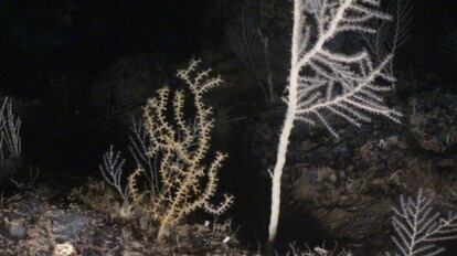 Imagen de una gorgonia en los fondos de Nao Mound.