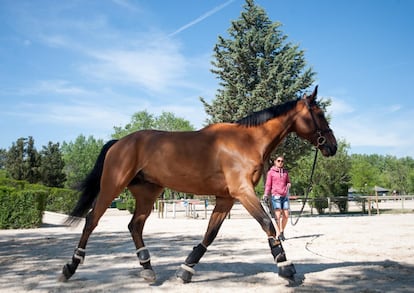 Llegan como estrellas del rock, en camiones inmensos valorados en 400.000 euros y en aviones cuyo billete cuesta unos 8.000 euros. Disfrutan de todos los cuidados, como los que les proporciona la osteópata francesa Dormitille Debiesse: “Son atletas, sufren mucha carga en los predorsales a causa de los saltos. Mi trabajo es reequilibrarlos a base de estiramientos. A los que son profesionales los atiendo antes de que les duela nada específico”, explica esta experta. La vida de muchos de sus pacientes se resume en entrenar y competir: el precio del éxito.