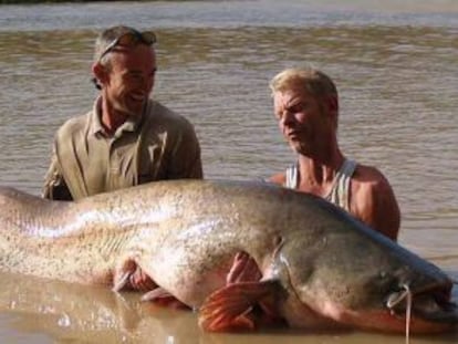 Un siluro de 102 kilos pescado en el Ebro.