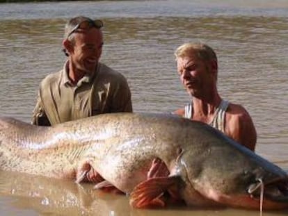 Un siluro de 102 kilos pescado en el Ebro.