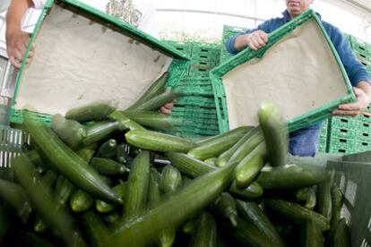 Unos agricultores tiran pepinos frescos a la basura en la localidad de Perli, en Suiza.