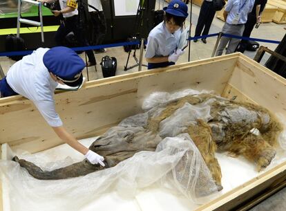 Trabajadores inspección los restos del mamut Yuka a su llegada a Yokohama, donde se exhibirán hasta septiembre.