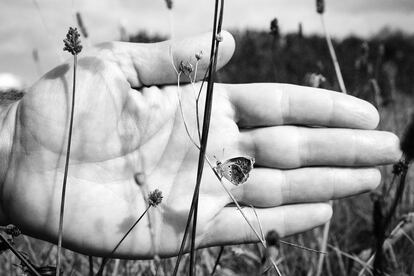 Una mariposa Ícaro en Muros de Nalón, Asturias, en el verano de 2020.