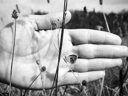 Una mariposa Ícaro en Muros de Nalón, Asturias, en el verano de 2020.