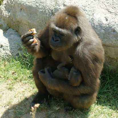 Gorila del Zoo Aquarium de Madrid con su cría nacida el pasado 9 de julio.