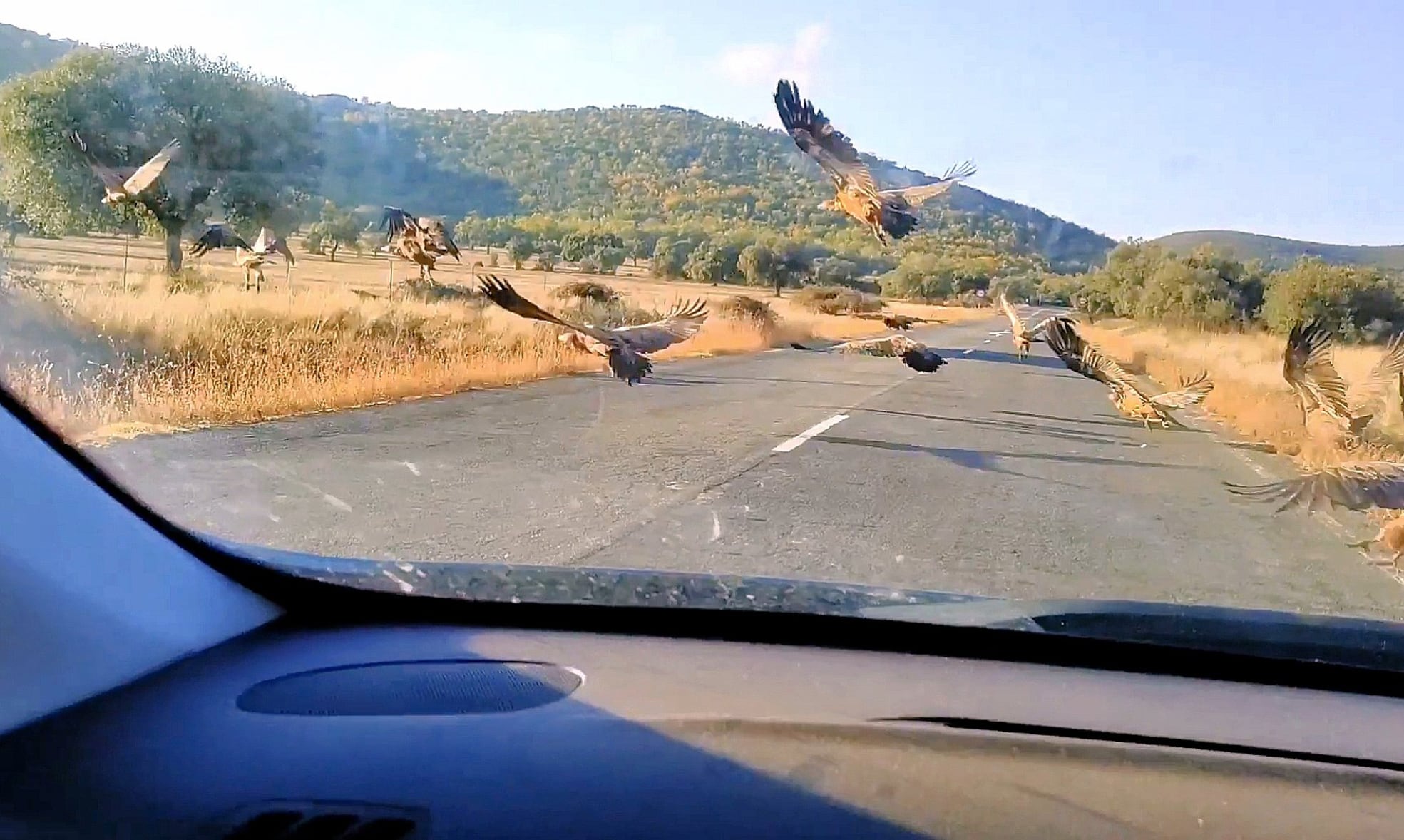 Aves que frecuentan las carreteras y acompañan al viajero: milanos, buitres, urracas y gaviotas