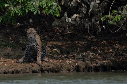 Uma onça ferida nos incêndios do Pantanal repousa na beira de um riacho no Parque Nacional Encontro das Águas, no Mato Grosso, que já teve mais de 60% de sua área destruída pelo fogo.