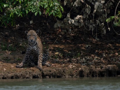 Un jaguar herido en los incendios del Pantanal reposa a orillas de un arroyo en el Parque Nacional Encontro das Águas, estado de Mato
Grosso, cuyo 60% del área ya ha sido arrasada por el fuego