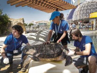 La Fundación Oceanogràfic y universidades de Valencia colocan emisores GPS en tres hembras vistas en la costa para conocer donde colocan los nidos y protegerlos