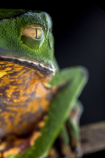 Detalle de la cabeza de una rana mono (Phyllomedusa vaillantii).