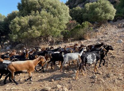 Cabras payoyas, en movimiento cerca de Quesería Crestellinas.