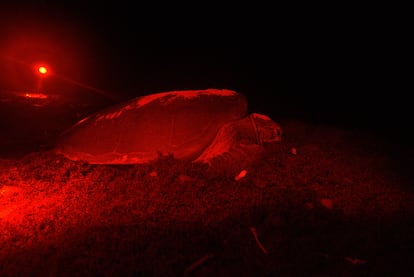 Una tortuga verde adulta se desliza sobre una pila de sargazo seco en una playa de Mahahual después de intentar sin éxito depositar sus huevos. Los voluntarios que apoyan a Aak Mahahual patrullan las playas después del atardecer con linternas de luz roja para detectar los nuevos nidos de tortugas.