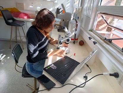 Ana Julia Pereira investiga las moscas necrófagas en el Centro de investigación en Toxicologia Ambiental y Agrobiotecnología del Comahue, en el norte de la Patagonia argentina.