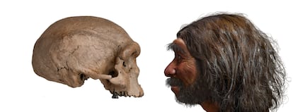 A la izquierda, el cráneo del 'Homo longi', a la derecha, una reconstrucción de su aspecto.