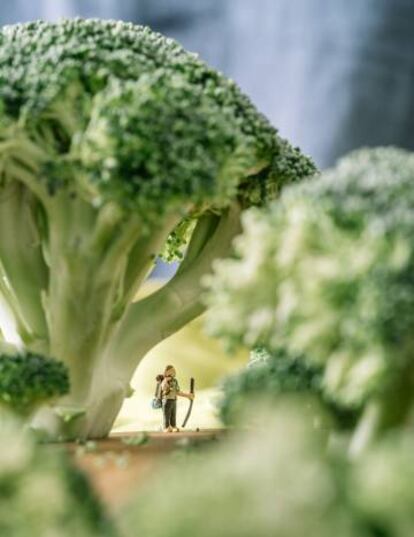 'Broccoli Forest'.