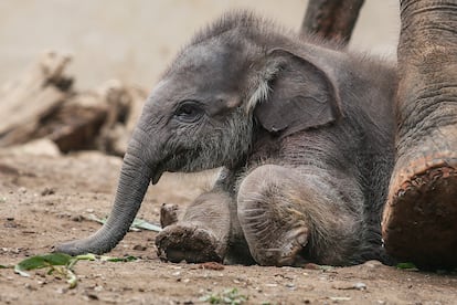 Elefante macho de Sumatra