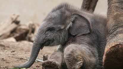 Un elefante macho de Sumatra de 28 días de edad llamado 'Kama', junto a su madre en el zoo de Bali en Gianyar, Bali, Indonesia, en diciembre de 2023.