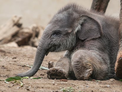 Un elefante macho de Sumatra de 28 días de edad llamado 'Kama', junto a su madre en el zoo de Bali en Gianyar, Bali, Indonesia, en diciembre de 2023.