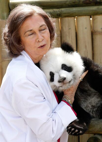 <i>Po</i> y <i>De De</i> son los dos machos, tienen siete meses, 12 kilos de peso y medio metro de largo. Maman dos veces al día a solas con su madre -las panda no crían a dos ejemplares a la vez- pero están al inicio del destete. Ya han comenzado ya a mordisquear bambú, a "jugar con él más que a comerlo", aunque no dejarán la teta hasta que no tengan un año.