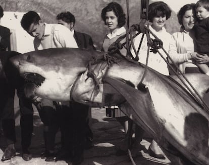 Un tiburón blanco capturado en Pollença en los años 60.