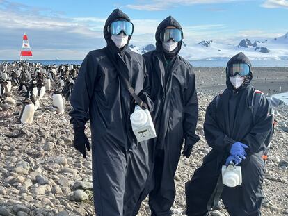 La peor crisis de gripe aviar jamás registrada se extiende por la Antártida
