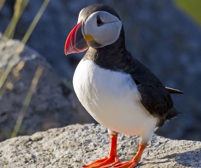 En los lugares de Islandoa donde sí hay realmente de estas aves no se ven tiendas de turistas.