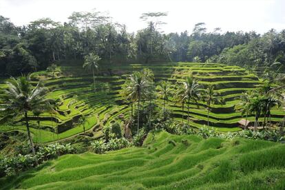 Arrozales en el interior de Bali (Indonesia).