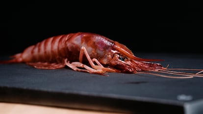 Gamba roja de Almería.