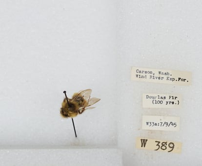 Un ejemplar de bombus, que incluye las especies conocidas como abejorro.