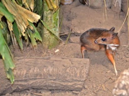 Cr&iacute;a de ciervo-rat&oacute;n en Bioparc Fuengirola.