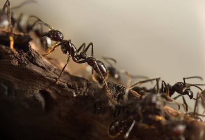 Varias hormigas gigantes.
