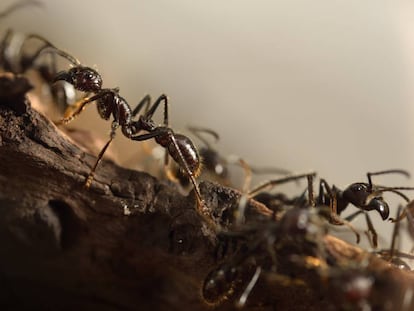 Varias hormigas gigantes.