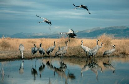 Desde 1977, el Día Mundial de los Humedales se celebra cada 2 de febrero, ya que en esa fecha se firmó, en 1971, el Convenio sobre los Humedales en la ciudad de Ramsar (Irán): el primero relativo a la conservación y uso racional de estos ecosistemas. La Laguna de Gallocanta (en la foto), en el límite de las provincias de Zaragoza y Teruel (Aragón), “es el humedal de grullas más importante de Europa; aproximadamente 130.000 entran en España desde el Norte, y prácticamente todas terminan parando aquí, es como su estación de servicio”, describen los técnicos de SEO/BirdLife. Una cuenca endorreica de montaña a unos 1.000 metros de altitud, con una longitud y anchura máximas de 7,5 y 2,5 kilómetros respectivamente. Su salinidad es muy alta, ya que sus aguas proceden principalmente de torrentes subterráneos. La web de la Red Natural de Aragón la define como “el mayor humedal salino de la península ibérica y el mejor conservado de Europa occidental”.