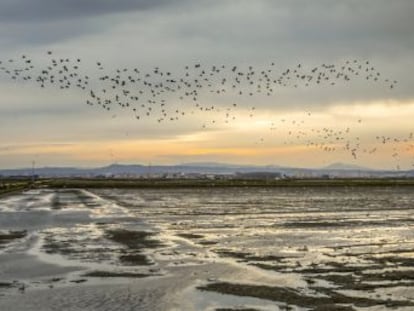 La falta de agua, la contaminación por vertidos urbanos y agrícolas, la caza descontrolada y el cambio climático se ciernen sobre el parque natural de la laguna