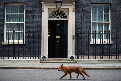 Un zorro pasa por delante del 10 de Downing Street de Londres, el 16 de junio.