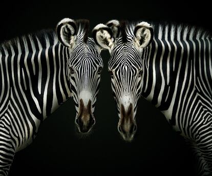 Uma semelhança entre zebras e seres humanos: as listras desse animal, nativo da África, são tão múltiplas quanto as nossas impressões digitais.