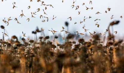 Aves sobrevuelan un campo de girasoles marchitos en busca de comida en Heiligkreuztal (Alemania), el 20 de diciembre de 2018.