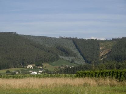 Montes con plantaciones de eucalipto en el t&eacute;rmino municipal de Ribadeo.