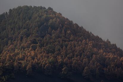 Pinar situado unos cinco kilómetros al norte del cráter, afectado por los gases del volcán.