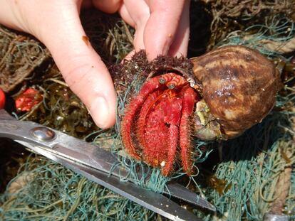 Este grupo de académicos, preocupados por el medio ambiente, ha recolectado 131 redes que ya no dañan a especies de corales y animales acuáticos.