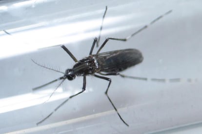 Un mosquito aedes aegypti es analizado en un centro de control de Guadalupe, Nuevo Le&oacute;n. 