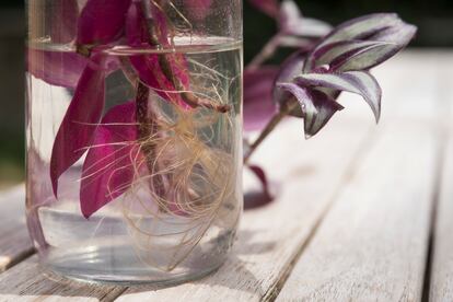 Los esquejes de las distintas especies de tradescantias generan raíces rápidamente sumergidos en agua.