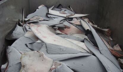 Aletas de tibur&oacute;n congeladas en un palangrero en Canarias en 2008.
