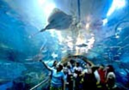 En el Aquarium de San Sebastián pueden verse 37 acuarios habitados por más de 5.000 peces.