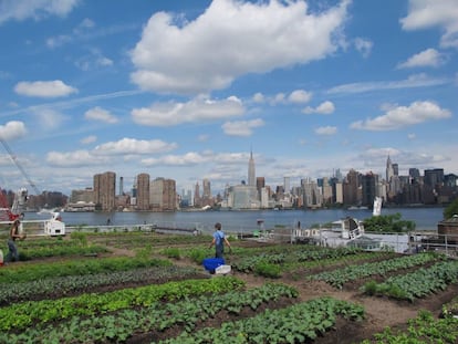 Huerto urbano en Nueva York.