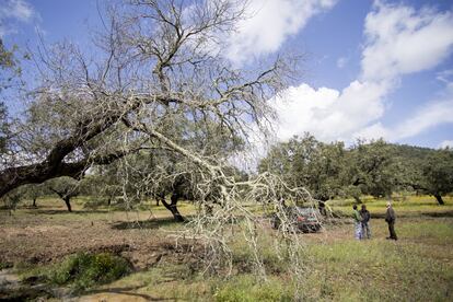 Una dehesa de Huelva afectada por la seca.